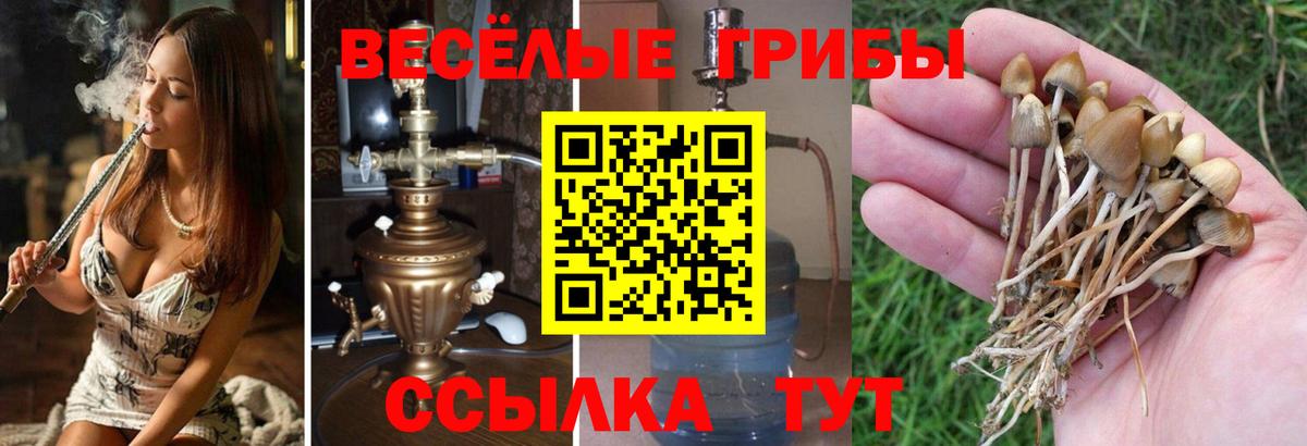 Псилоцибиновые грибы Psilocybe  Вход с VPN  Галлюциногенные грибы Psilocybine cubensis  где купить наркоту  Тимашёвск 